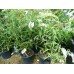 Будлея ( Buddleia davidii sp.)